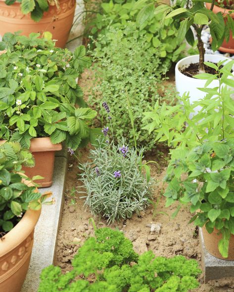 herb garden Herb Plants, Vertical Vegetable Garden, Types Of Herbs, Zone 7, Herb Garden Design, Gardening Zones, Vertical Herb Garden, Container Flowers, Growing Herbs