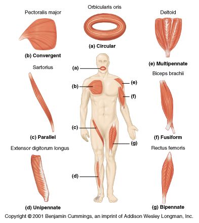 A big factor that contributes to muscle force and speed is fascicle arrangements. Other factors such as fiber type, lever systems and load will be discussed in a separate article. Cardiac Muscle Cell, Types Of Muscles, Biceps Brachii, Skeletal System, Musculoskeletal System, Muscular System, Heart Muscle, Muscle Anatomy, Human Anatomy And Physiology