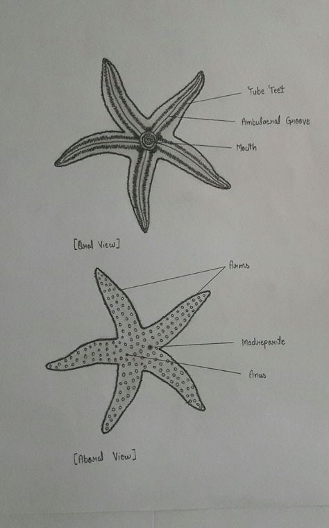 Starfish Biology Aesthetic Art Easy, Marine Biology Drawings, Starfish Sketch, Marine Biology Notes, Sea Biology, Starfish Facts, Biology Tattoo, Starfish Drawing, Fish Anatomy