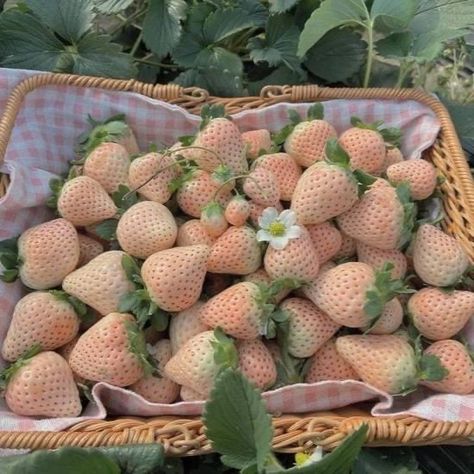 Strawberry Summer, White Strawberry, Strawberry Picking, Vintage Flowers Wallpaper, Strawberry Pie, Food O, Fruit Plants, Strawberry Lemonade, Everything Pink