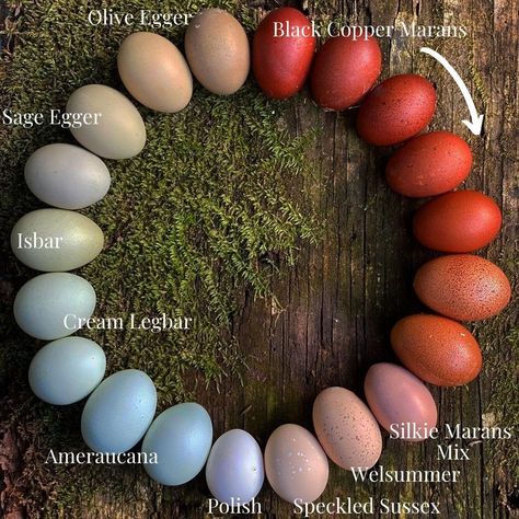 Chicken Egg Colors, Cute Chicken Coops, Silkie Chickens, Backyard Chicken Farming, Chicken Life, Backyard Poultry, Chicken Coop Designs, Chicken Garden, Crazy Chicken Lady