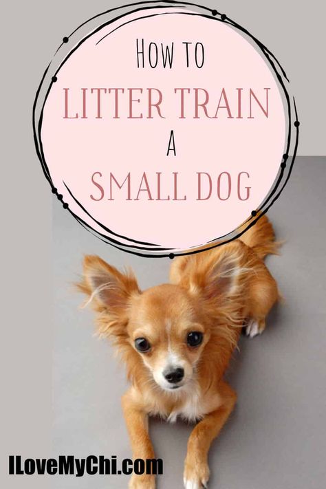 How To Litter Train A Dog, Litter Box Training Puppies, Litter Training Puppies, Dog Litter Box, Chihuahua Training, Train Dog, Puppy Litter, Very Small Dogs, How To Cat