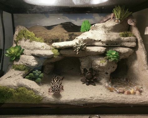 Gecko Vivarium Ideas, Lepord Gecko Enclosure, Leopard Gecko Cage, Snake Room, Leopard Gecko Setup, Leopard Gecko Diy, Gecko Cage, Pet Gecko, Gecko Vivarium