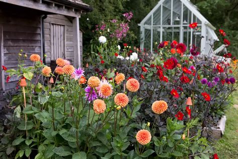 Dahlia Raised Bed, Dhalia Garden Bed, Dahlias In Raised Beds, Raised Dahlia Bed, Dahlia Flower Bed, Growing Zinnias From Seed, Dahlia Flower Garden, How To Grow Dahlias, Grow Dahlias