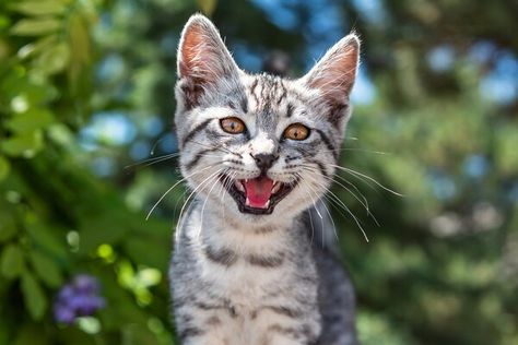 Cat Health Center | Cat Care and Information from WebMD Cat Barking, Kittens Bengal, Cat Himalayan, Cat Yowling, Cats Movie, Cat Sounds, Cat Birth, Girl Cat Names, Cats Pics