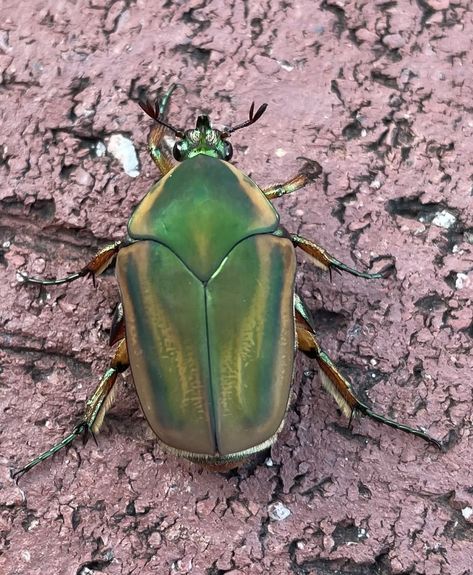 Common Green June Beetle from NE Waldo Rd, Gainesville, FL, US on August 21, 2021 at 10:06 AM by nwtaylor · iNaturalist June Beetle, Green June Beetle, Beetle Close Up, Beetle Underside, Green Bug, Emerald Cockroach Wasp, Green Beetle, June Bug, Beautiful Bugs