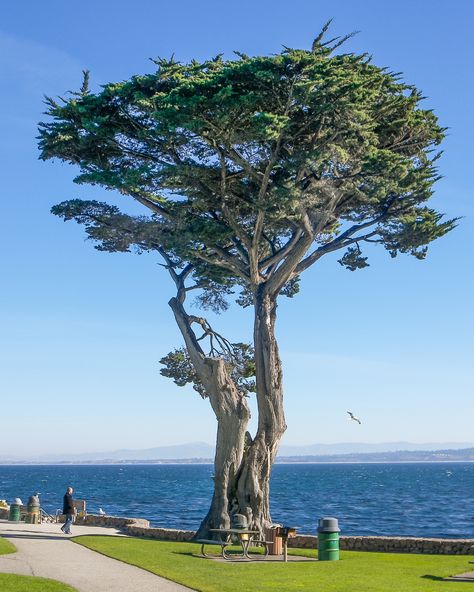 Monterey Cypress | At Lover’s Point Park, Monterey Bay, California Cupressus Macrocarpa, Monterey Bay California, Monterey Cypress, Weird Trees, Landscape Pencil Drawings, Evergreen Garden, Old Trees, Tree Seeds, Cypress Trees