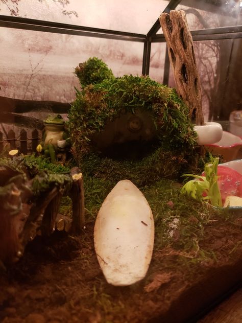 Pet Snail Terrarium, Snail Home, Snail Terrarium, Snail House, Pet Snails, Terrarium Ideas, Garden Indoor, Terraria, Pet Home