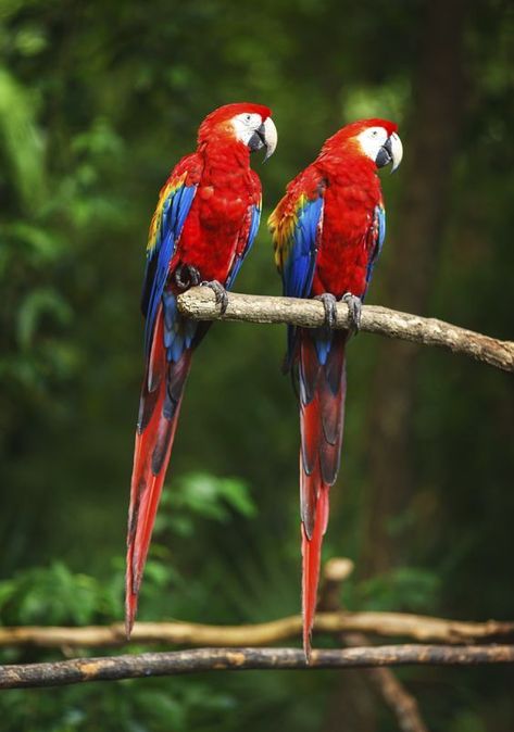 i love animals, pets likes dog, cate , rabbit, parrot, puppy. i would love to make friendly relation with pets. i just love cute pets Facts About Parrots, Parrot Facts, Wildlife Photography Tips, Scarlet Macaw, Fun Facts About Animals, Bird Coloring Pages, The Rainforest, Airbrush Art, Parrot Bird