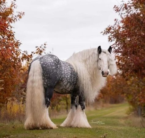 Big Horse Breeds, Horse Coat Colors, Animals Horse, Rare Horses, Beautiful Horses Photography, Beautiful Horse Pictures, Clydesdale Horses, Horse Rescue, Big Horses