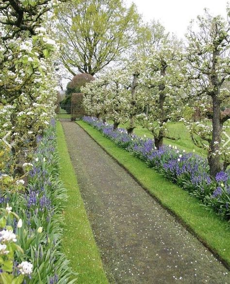 Hedges Landscaping, Espalier Fruit Trees, Country Garden Design, Have Inspiration, Formal Gardens, The Secret Garden, Garden Pathway, Gorgeous Gardens, Garden Cottage