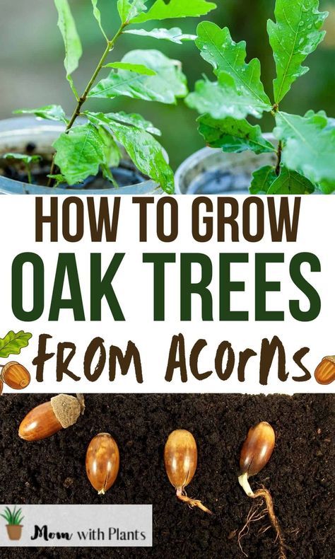 Grow Oak Tree From Acorn, How To Grow Oak Trees From Acorns, How To Plant An Oak Tree From An Acorn, How To Propagate Acorns, Planting Acorns Oak Tree, How To Grow Trees From Seeds, Growing Oak Trees From Acorns, How To Plant Acorns, How To Grow An Oak Tree From An Acorn