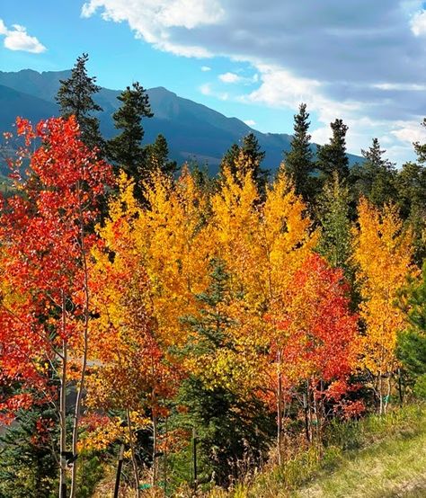 Colorado Scenery, Autumn Landscapes, Road Trip To Colorado, Colorado Fall, Autumn Palette, Breckenridge Colorado, Mountain Travel, Aspen Trees, Fall Hiking