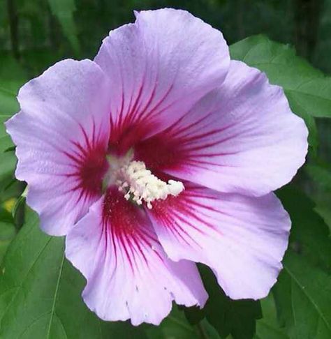 South Korea Hibiscus Rose Of Sharon Bush, Flower Hibiscus, Painting Reference, Hibiscus Plant, National Flower, Rose Of Sharon, Tropical Flower, Hibiscus Flowers, Flower Images