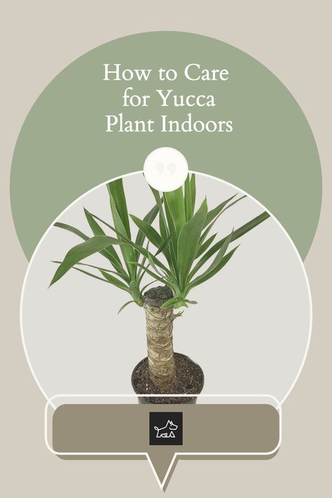 "Mastering Yucca Plant Maintenance Indoors": Discover how to nurture a Yucca plant in your indoor space. This pin offers insights into creating the ideal environment for your Yucca, from ensuring adequate light to understanding its watering needs. Find out how to promote healthy growth and prevent leaf tip burn in this easy-to-care-for plant. Yukka Plant Indoor, Yucca Plant Indoor, Yukka Plant, Plant Bugs, Plant Maintenance, Yucca Plant, Plant Indoor, Creative Interior, Creative Interior Design