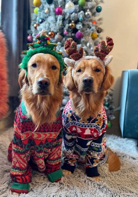 Dog Christmas Outfit, Working Dog Breeds, Christmas Pet Photos, Christmas Dog Dress, Dog Christmas Pictures, Christmas Dog Outfits, Merry Christmas Dog, Golden Retriever Christmas, Dog Photoshoot