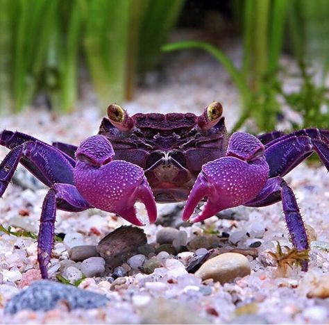 Purple crab Vampire Crab, Crab Species, Earth Pictures, Beautiful Sea Creatures, Water Life, Aquatic Animals, Animal Stories, Marine Animals, Ocean Creatures