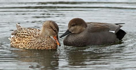 Gadwall Ducks male and female A Pond, Mallard, Niagara Falls, Ducks, Georgia, Hunting, Birds, Photographer