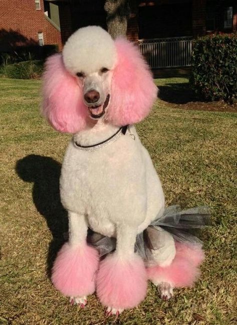 Animal Hairstyles, Poodle Groom, Dog Trends, Poodle Haircut, Cute Fluffy Dogs, Poodle Cuts, Creative Grooming, Dog Tutu, White Poodle