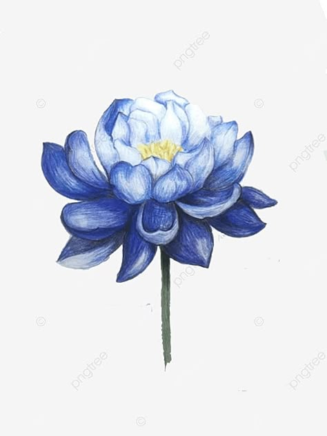 Orchid Varieties, Blue Drawings, Cute Easy Doodles, Simple Doodles, Lotus Flower Tattoo, Flower Drawing, Blue Flowers, Flower Tattoo, Orchids