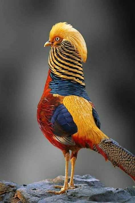 Burung Kakatua, Golden Pheasant, Amazing Birds, Kinds Of Birds, Nature Birds, Exotic Birds, Pretty Birds, Colorful Birds, For The Birds