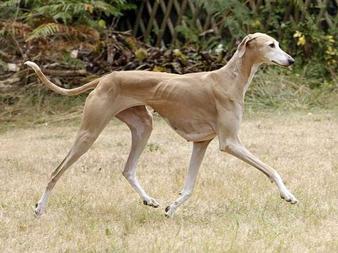 #10 – Azawakh World's Most Expensive Dog, Farm Dogs Breeds, Dog Draw, Calm Dog Breeds, Most Expensive Dog, Hounds Of Love, Best Guard Dogs, Expensive Dogs, Dog Breeds Medium