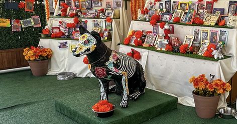 How to honor your beloved pets that have crossed the 'Rainbow Bridge' at the LA Zoo's ofrenda Pet Ofrenda, Altar Ideas, La Art, Make A Gift, Gift Of Time, Dia De Muertos, Four Legged, Day Of The Dead, Celebration Of Life