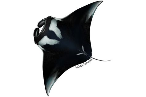 Giant Manta Ray Tattoo, Manta Ray Drawing, Giant Manta Ray, Manta Ray Art, Cullen Dragon Age, Giant Manta, Stingray Tattoo, Ray Tattoo, Sea Turtle Tattoo