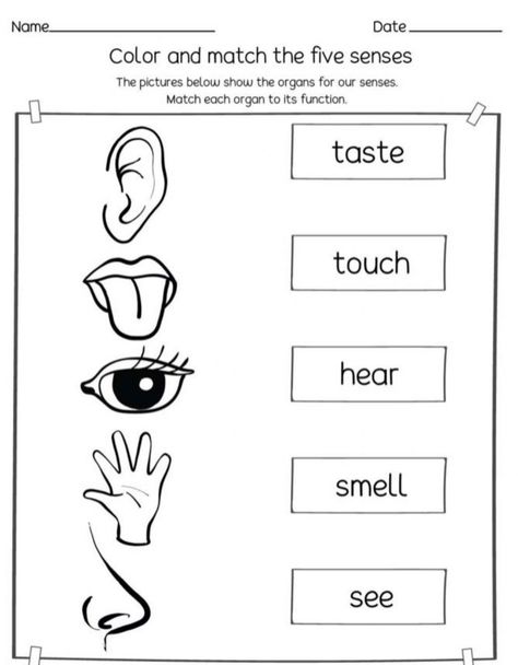 5 Senses Worksheet, Five Senses Worksheet, My Five Senses, Self Esteem Worksheets, Senses Activities, The Five Senses, Classroom Birthday, Preschool Writing, English Worksheets For Kids