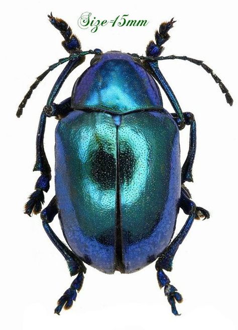 image 0 Metallic Beetle, Relaxing Things To Do, Beetle Art, Cool Insects, Beetle Insect, Taxidermy Art, Cool Bugs, Colored Pencil Techniques, Blue Beetle