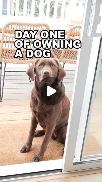 Funny Animal Quotes Humor Hilarious, Funny Dog Videos Try Not To Laugh, Happy Dog Videos, Funny Labradors, Dogs And Puppies Videos, Dog Videos Funny Hilarious, Cute Dog Videos Funny, Family Photos With Dogs, Puppy Videos Funny