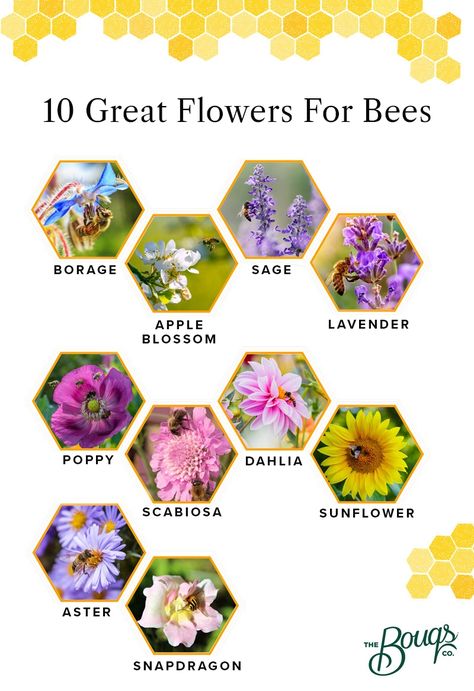 Best Flowers For Bees, Flowers For Bees, Bee Attracting Flowers, Honey Bee Flowers, 2024 Planning, Preschool Spring, Bee Flowers, Bee Friendly Garden, Acre Homestead