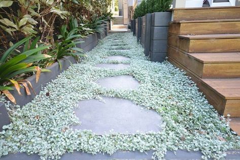 Dichondra silver falls Silver Falls Plant, Dichondra Silver Falls, Silver Falls Dichondra, Screen Plants, Side Yard Landscaping, Ferns Garden, Hedging Plants, Fragrant Garden, Silver Falls