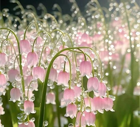 Beautiful Poisonous Flowers, Lily Of The Valley Wallpaper Laptop, Lily Of The Valley Aesthetic, Lilly Of The Valley Flower, Poison Flowers, Poisonous Flowers, Valley Aesthetic, Prettiest Flowers, Lily Of The Valley Flowers