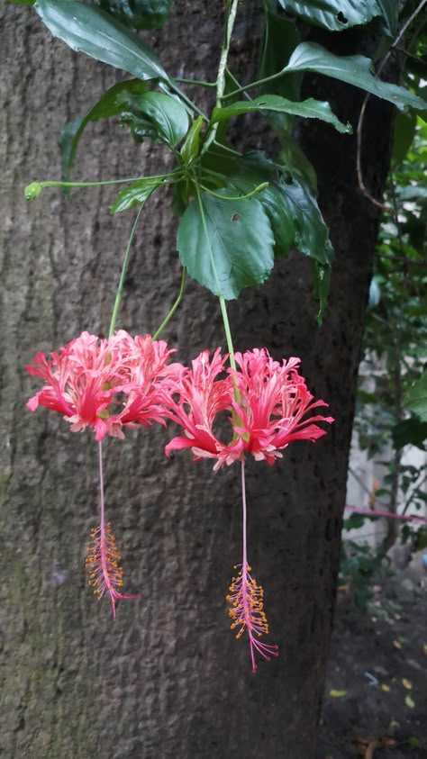 Japanese Lantern Plant, Hibiscus Schizopetalus, Chinese Hibiscus, Tropical Garden Plants, Plant Parenting, Nice Good Morning Images, Hawaii Flowers, Alien Plants, Flower Reference