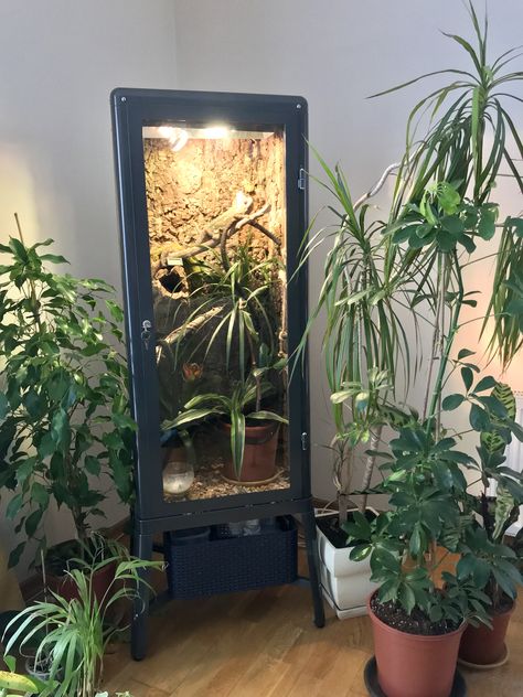 Veiled Chameleon habitat made of IKEA Fabrikor cabinet/ enclosure. DIY Curio Cabinet Reptile Cage, Ikea Cabinet Reptile Cage, Chameleon Paludarium, Chameleon Enclosure Ideas Diy, Ikea Reptile Enclosure, Cuban False Chameleon Enclosure, Ikea Paludarium, Chameleon Terrarium Ideas, Chameleon Habitat Ideas