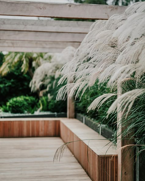 Daniel James Fulton on Instagram: “Miscanthus Transmorrisonensis flower heads floating over our blackbutt batten bench seat | 🌾” Garden Storage Bench Seating, Outdoor Built In Bench, Miscanthus Transmorrisonensis, Built In Outdoor Seating, Decking Bench, Bench Seat Outdoor, Timber Seating, Deck Bench Seating, Concrete Bench Seat