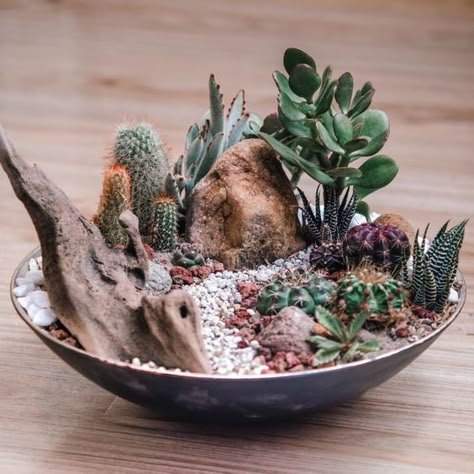 Cactus Dish Garden Cacti Arrangement Planters, Cactus Dish Garden Ideas, Mini Cactus Garden Cacti And Succulents, Inside Succulent Garden, Cactus Bowl Ideas, Cactus Dish Garden, Succulent Dish Garden Ideas, Cactus Succulent Arrangement, Dish Garden Ideas Plants