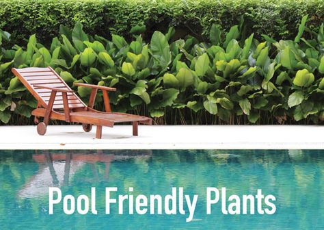 What To Plant Around A Swimming Pool - Albatross Swimming Pools Pool Plants Australia, Plants Next To Pool, Outdoor Pool Plants, Pool Screening Ideas, Bamboo Around Pool, Plants Near Pool Landscaping, Tropical Pool Plants, Pool Edge Landscaping, Pool Friendly Plants