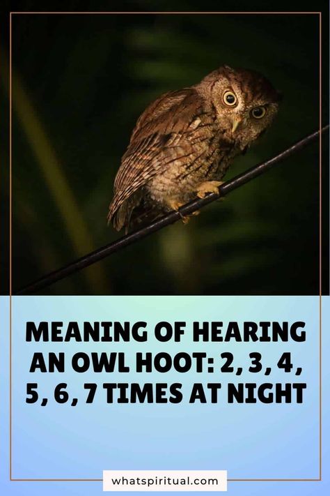 Meaning of Hearing an Owl Hoot: 2, 3, 4, 5, 6, 7 Times at Night 2 Owl Omen Meaning, Owl Spiritual Meaning, Spiritual Meaning Of Hearing Owls, Owl Sighting Meaning, Seeing Owl Spiritual Meaning, Owl Hooting Meaning Spiritual, Night Meaning, Cultural Beliefs, Hoot Owl