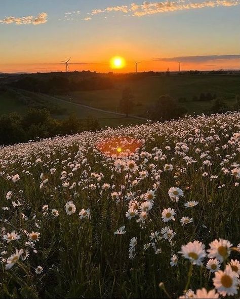 🌷Megan🌷 on Instagram: "- - - - #cottagecore #cottagecoreaesthetic #cottagestyle #naturecore #fairycore #countryliving #countrylife #farmcore #countryhomes #cosyhome #countrydesign #outdoor #animal #warmcore #grandmacore #softcore #forestcore #soft #witchcore #simpleliving #faecore #art #classicart" Cloudcore Aesthetic, Farmcore Aesthetic, Aesthetics List, Daisy Fields, Beach Sunset Photography, Lovecore Aesthetic, Forest Core, Daisy Field, Cottage Core Aesthetic