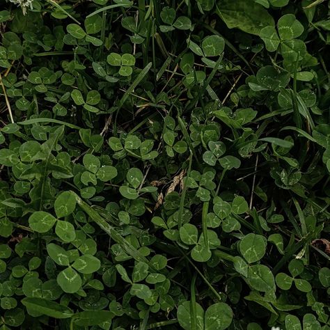 clover ☘️ Clover Aesthetic, Crimson Clover, Clover Field, Clover Plant, Melon Soda, Clover Flower, March 17th, Art Things, In Another Life