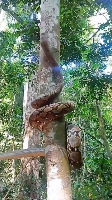 Snake Climbing Tree, Green Anaconda, Snake Lovers, Climb Trees, Anaconda, Clue, Snakes, Happy Place, Python