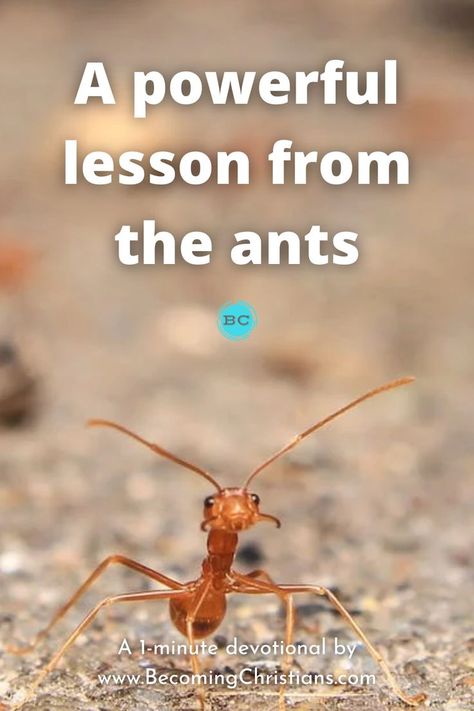 A powerful lesson from the ants Ant Lesson, Childrens Sermons, Bible Study Help, Daily Bible Reading, Bible Study Lessons, Object Lessons, Study Help, Bible Devotions, Bible Reading