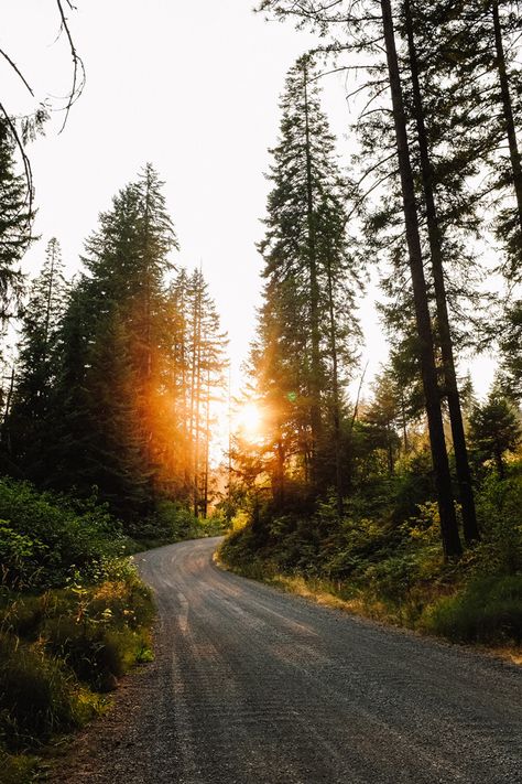 Forest Pictures, Forest Wallpaper, Pine Trees, Beautiful World, The Great Outdoors, Beautiful Nature, Landscape Photography, Places To Go, Beautiful Places