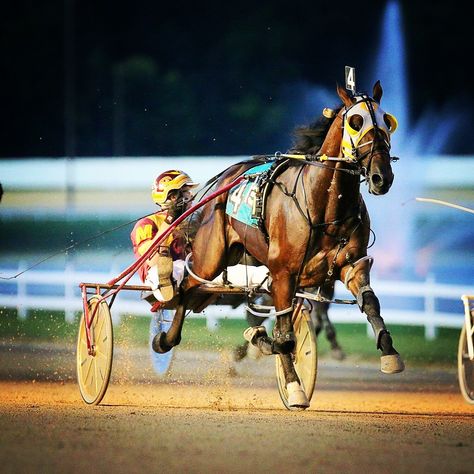 Standardbred race horse on the track. Standardbred Racing, Standardbred Horse, Harness Racing, Race Horse, Race Horses, Horse Drawing, Trotter, Horse Breeds, Horse Racing