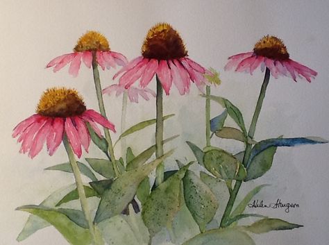 watercolor coneflowers by Helen Sturgeon Watercolor Pictures, Finches, Watercolor Flower Art, Watercolor Flowers Paintings, Watercolor Inspiration, Watercolor Cards, Botanical Illustration, Painting Tutorial, 그림 그리기