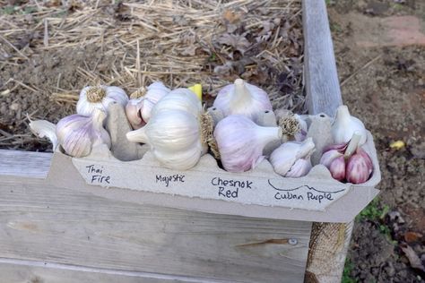 Best Garlic To Grow In Zone 6 (9 Great Varieties) Garlic Varieties, Raised Bed Plans, Raised Bed Layout, When To Plant Garlic, Square Foot Garden, Hardneck Garlic, Harvesting Garlic, Raised Garden Bed Plans, Garlic Seeds