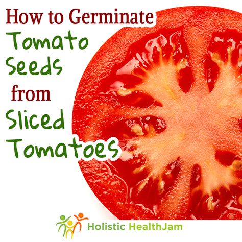 How To Save Tomatoes Seeds, How To Save Tomato Seeds, Plant Tomatoes From Seed, Growing Heirloom Tomatoes, Save Tomato Seeds, Planting Seeds Indoors, Tomato Lentil Soup, Sliced Tomatoes, Growing Tomato Plants