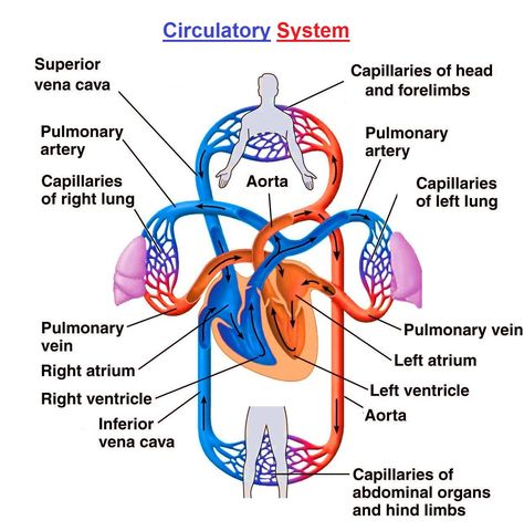 Circulatory System Diagram, Arbaz Khan, Human Circulatory System, Anatomy Organs, Heart Diagram, The Circulatory System, Villanova University, Arteries And Veins, Heart Anatomy